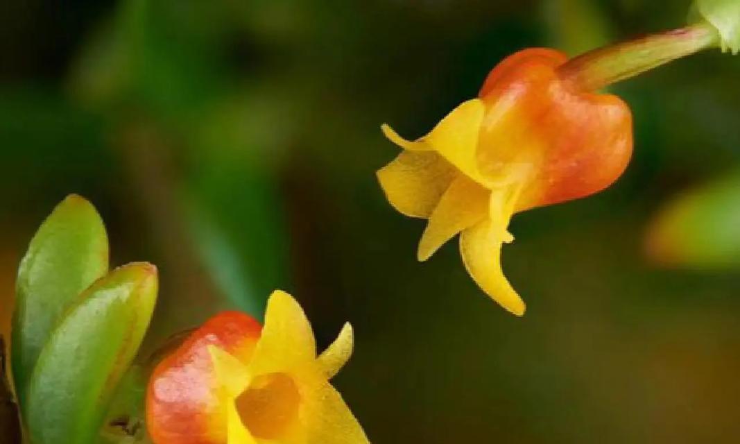 寓意平安快乐的花有哪些？这些花的花语是什么？