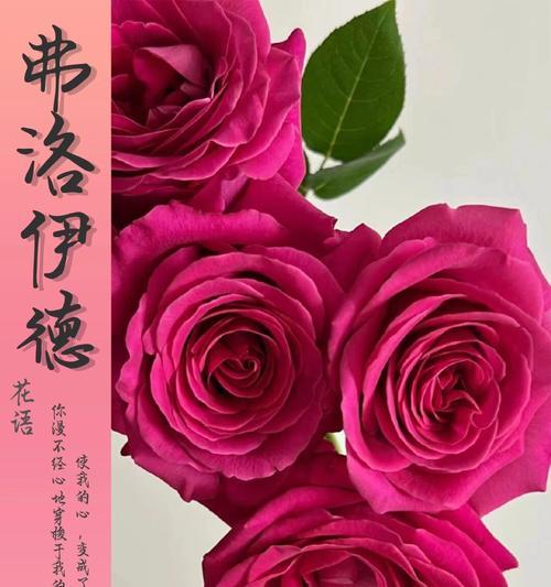 白色花象征思念的是什么？思念的白色花语有哪些？