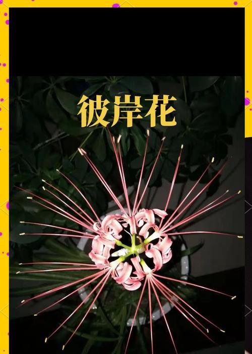 白色花象征思念的是什么？思念的白色花语有哪些？
