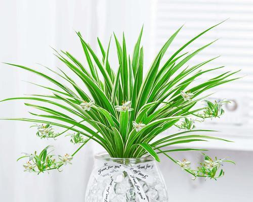 哪些水培花寓意健康？水培花中代表健康的种类有哪些？