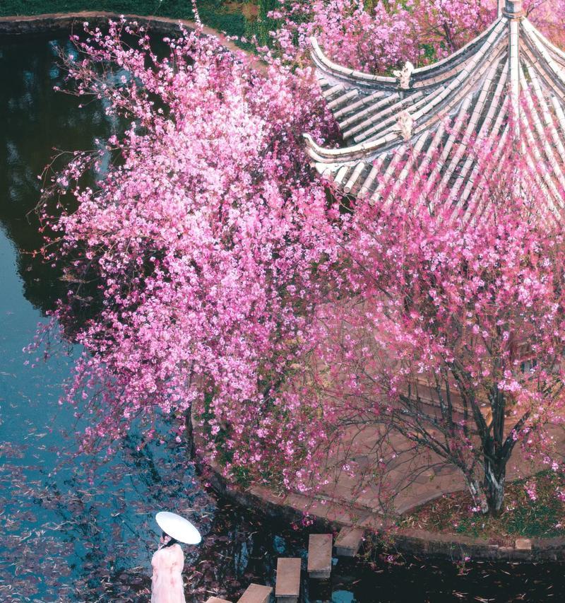 哪些花寓意平安喜乐？适合送给朋友的花有哪些？