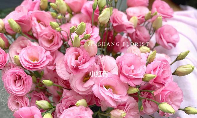 粉色桔梗花代表什么？粉色桔梗花的寓意是什么？
