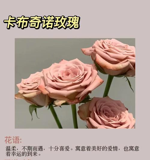 浪漫贺卡上应该写什么花语？贺卡花语大全有哪些选择？