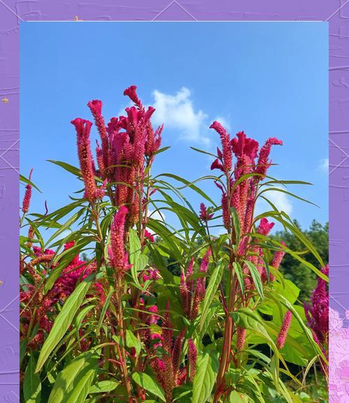 哪种花象征着无尽的爱情？无尽爱情的花语是什么？