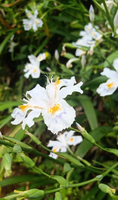 哪种花象征着无尽的爱情？无尽爱情的花语是什么？