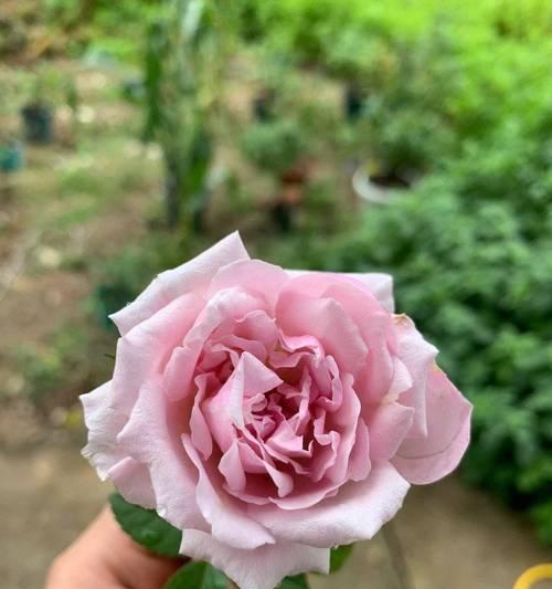 蓝色和粉色花卉的花语是什么？它们共同的象征意义是什么？
