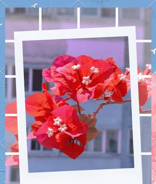 绣球花的浪漫花语是什么？