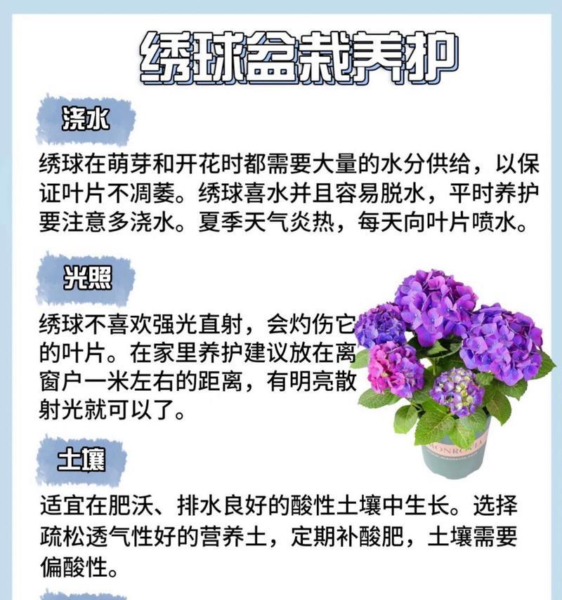 绣球花的浪漫花语是什么？