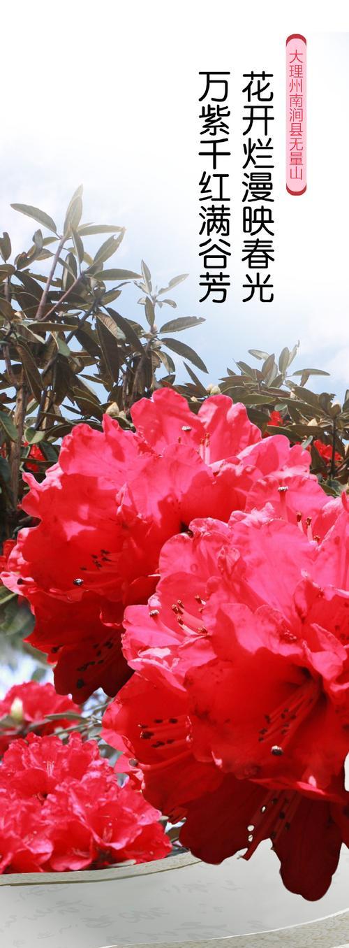 云南有哪些寓意吉祥的花？它们各自代表什么意义？