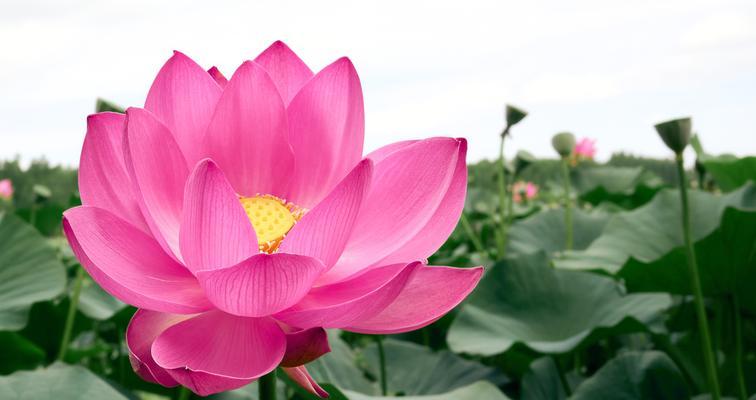 云南有哪些寓意吉祥的花？它们各自代表什么意义？