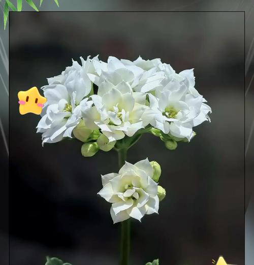 长寿花在玄学中象征着什么？长寿花的玄学意义有哪些？