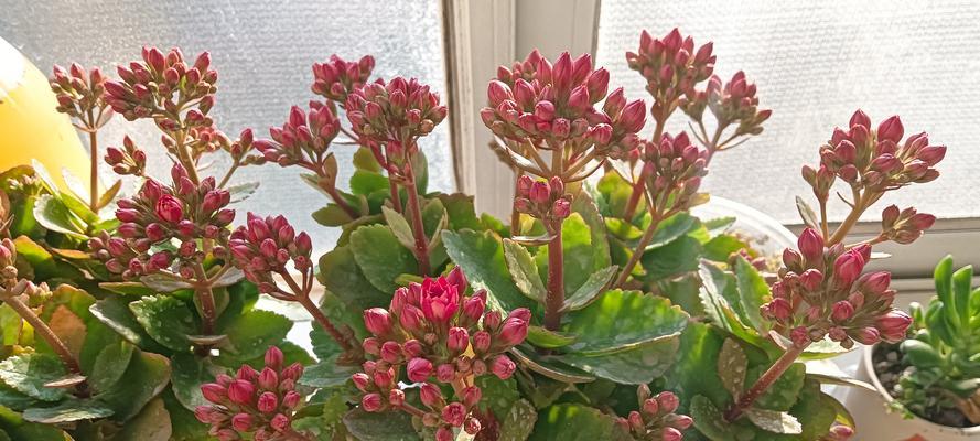 长寿花在玄学中象征着什么？长寿花的玄学意义有哪些？