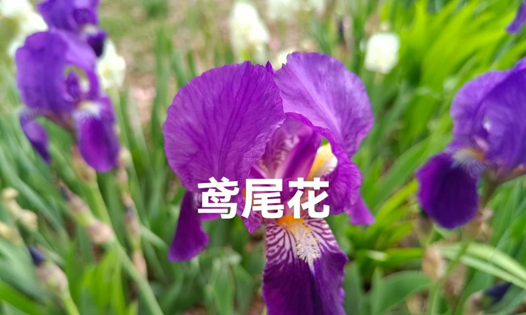 威尼斯象征什么颜色的花？威尼斯的花语是什么？
