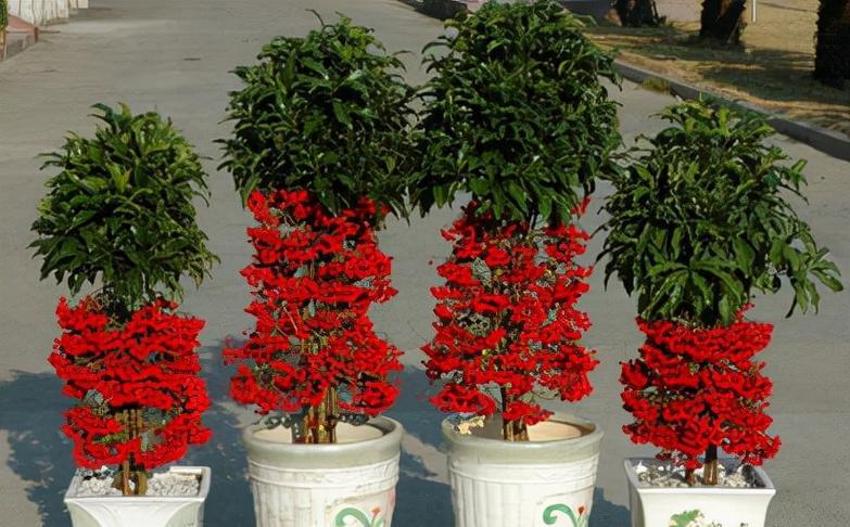 红色一帆风顺花代表什么？它的寓意有哪些？