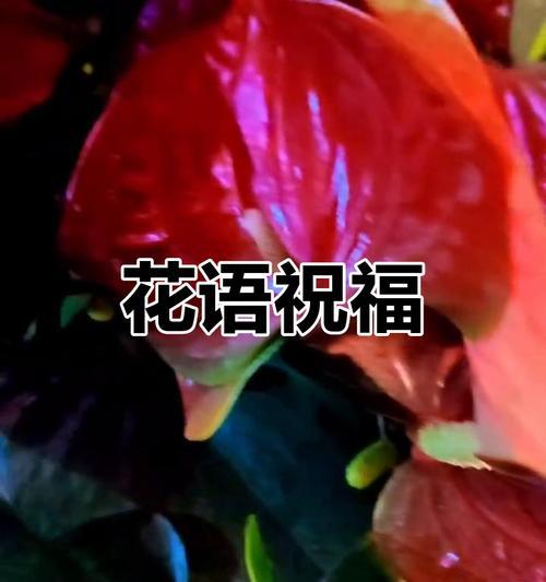 红色一帆风顺花代表什么？它的寓意有哪些？