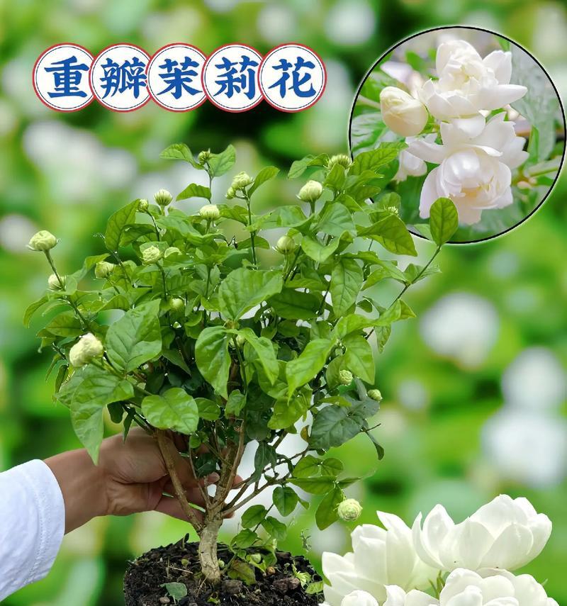 哪种花寓意事业高升？平安顺遂的花有哪些？