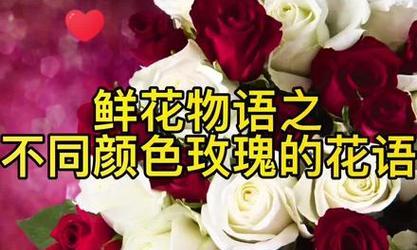 不同颜色玫瑰花代表什么寓意？每种颜色的花语有何不同？