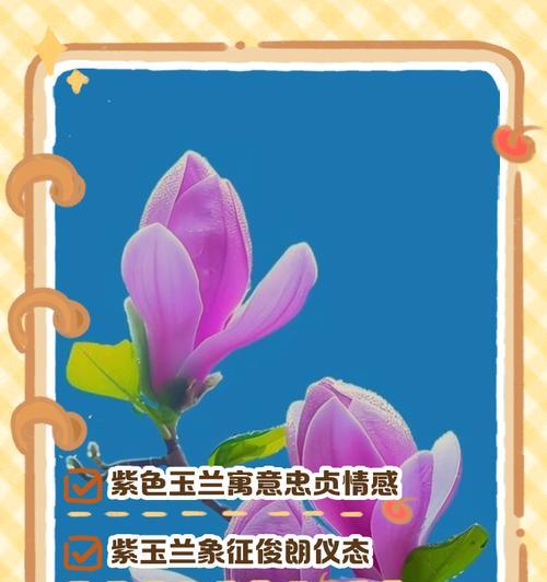 紫色零食花的寓意是什么？它象征着什么？
