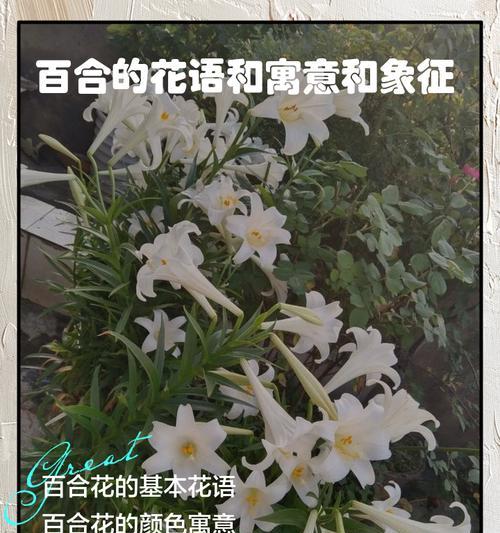 手捧假花百合花代表什么？它的象征意义是什么？