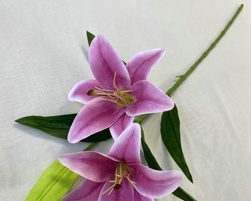 手捧假花百合花代表什么？它的象征意义是什么？