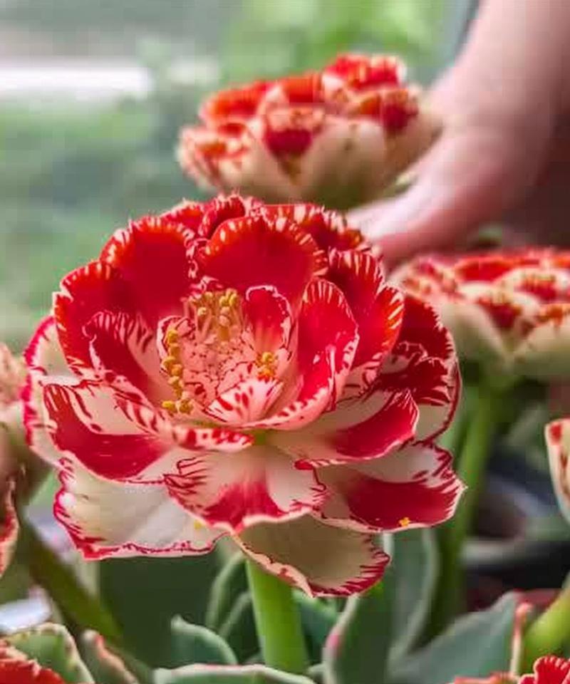 长寿花有哪些特征和寓意？
