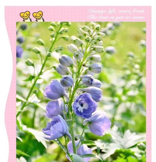 绿色喷泉草的花语是什么？喷泉草的象征意义有哪些？