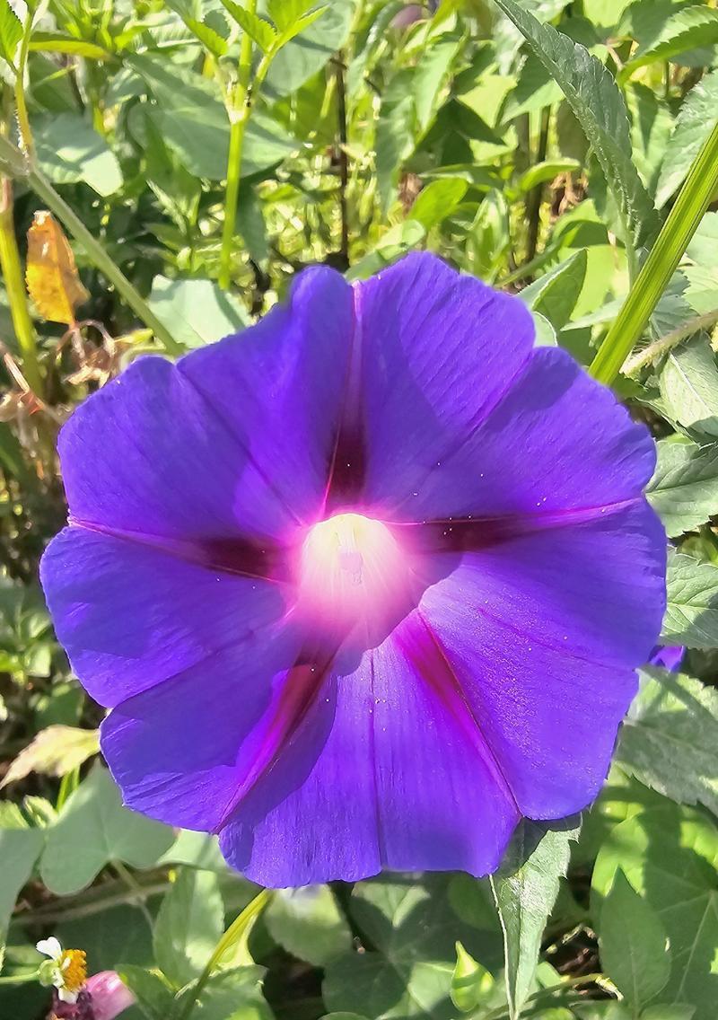 喇叭花每种颜色的寓意是什么？不同颜色的喇叭花有何不同含义？
