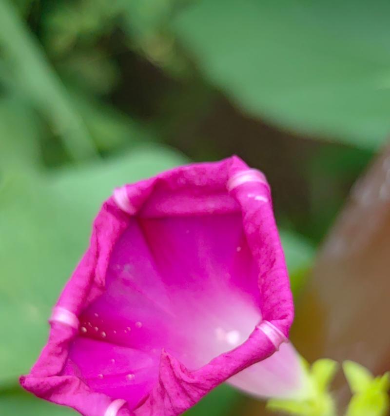 喇叭花每种颜色的寓意是什么？不同颜色的喇叭花有何不同含义？