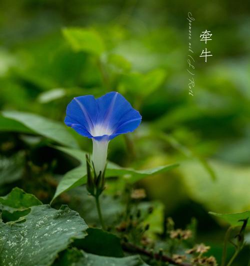 喇叭花每种颜色的寓意是什么？不同颜色的喇叭花有何不同含义？