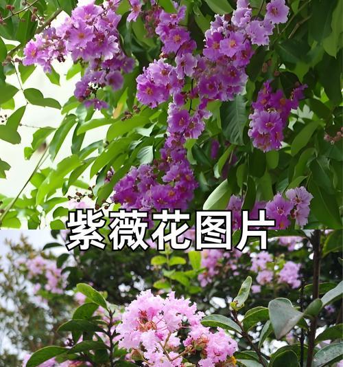 金秋时节的花语是什么？有哪些花在秋季盛开？