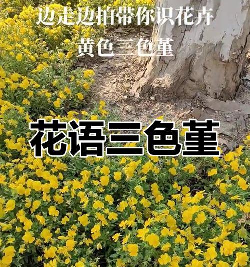 哪种花象征开心快乐？开心快乐的花语有哪些？