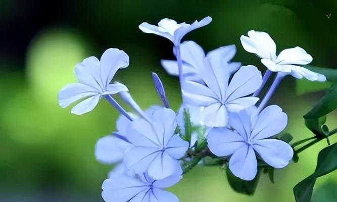 哪种花象征开心快乐？开心快乐的花语有哪些？