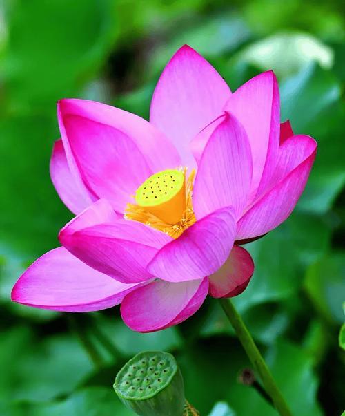 象征爱与吉祥的花是什么？象征爱与吉祥的圣洁之花有哪些？