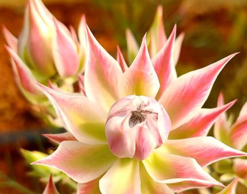 象征爱与吉祥的花是什么？象征爱与吉祥的圣洁之花有哪些？