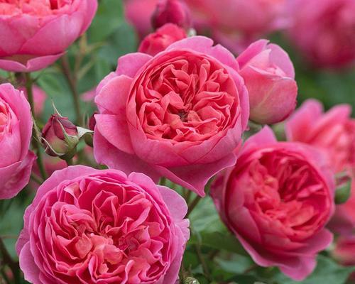 红色的月季花象征着什么？它的花语是什么？