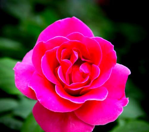 红色的月季花象征着什么？它的花语是什么？