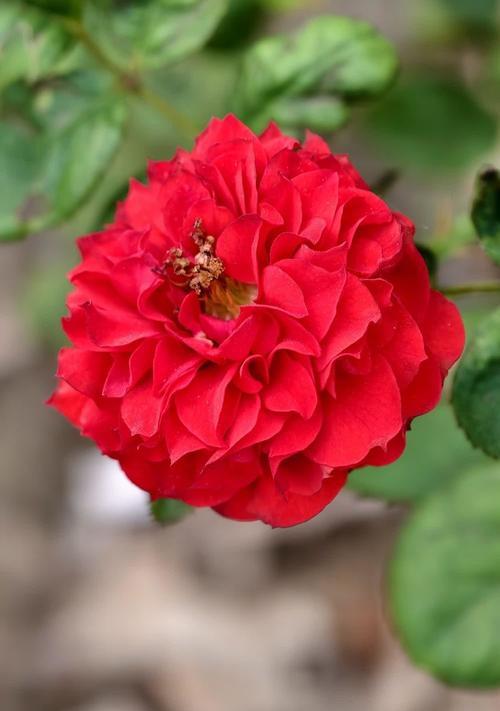 红色的月季花象征着什么？它的花语是什么？