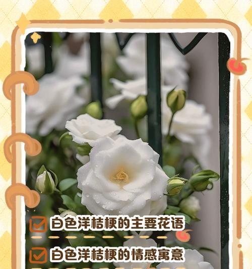 白色假花加塑料瓶有何寓意？它传递了什么信息？