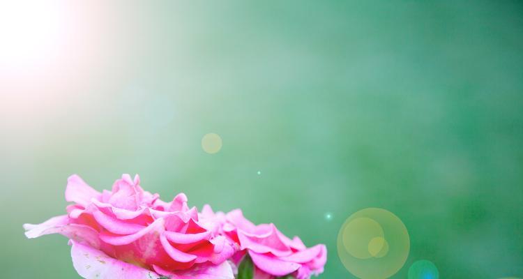哪种花象征爱情和平美好？爱情和平花语的含义是什么？