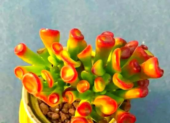 哪些花或植物寓意身体健康？如何选择寓意健康的植物？