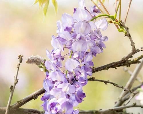 紫色桂花的含义是什么？它代表了哪种花？