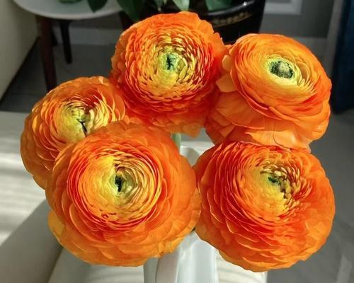 橘色牡丹花有何特殊意义？橘色牡丹花的寓意是什么？