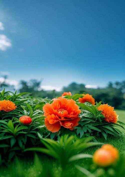 橘色牡丹花有何特殊意义？橘色牡丹花的寓意是什么？
