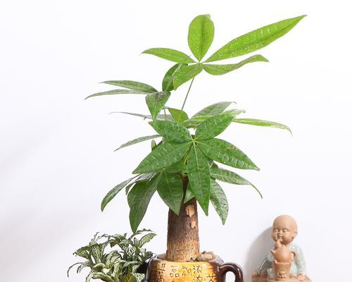 栀子花和富贵竹有何寓意？它们象征着什么？