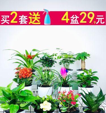 栀子花和富贵竹有何寓意？它们象征着什么？