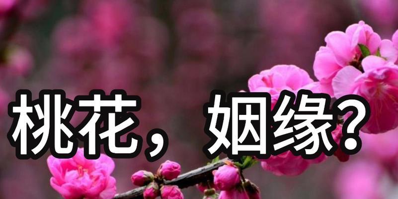 桃花为何自古象征爱情？桃花的花语有哪些？