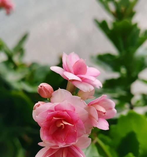 哪种花象征健康长寿？健康长寿的花有哪些？
