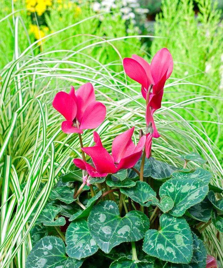 哪些花有吉祥意义？吉祥花的含义是什么？