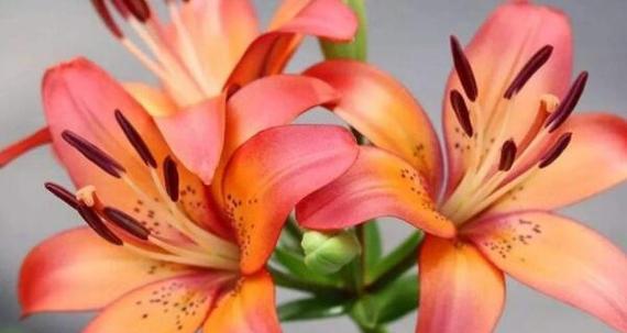哪些花有吉祥意义？吉祥花的含义是什么？