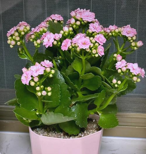 长寿花象征什么？长寿花的代表意义有哪些？